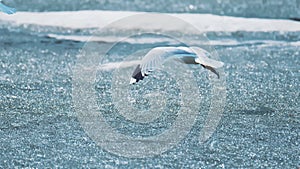 Funny sea gull birds on railings. Seagulls and green pigface sour fig succulent, pacific ocean splashing waves. Ice