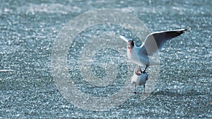 Funny sea gull birds on railings. Seagulls and green pigface sour fig succulent, pacific ocean splashing waves. Ice