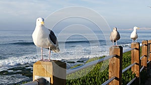 Funny sea gull birds on railings. Seagulls and green pigface sour fig succulent, pacific ocean splashing waves. Ice plant greenery