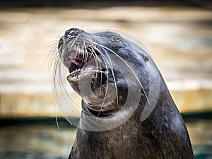 Funny sea lion acting for the public