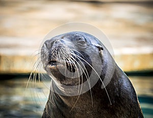 Funny sea lion acting for the public photo