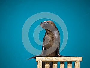Funny sea lion acting for the public photo