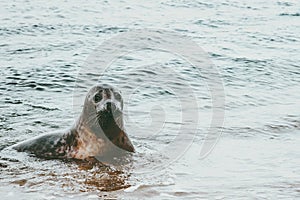 Funny Seal animal on Grenen seaside in Denmark