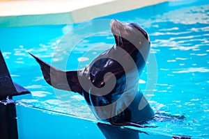 Funny seal waves his flipper in the zoo in Tenerife, Spain photo