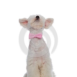 Funny seated bichon wearing pink bowtie looks up