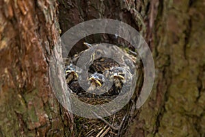 Funny serious Baby birds, chiks in a nest on tree