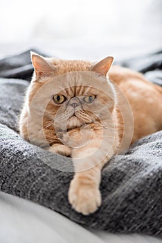 Funny Serious Exotic Shorthair Cat