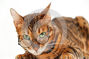Funny severe look bengal cat wearing eye glasses looking at camera lying on white background, isolated.Pet bad poor eye
