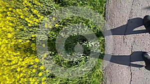 Funny shadow of girl in high heels walking along road against yellow rapeseed blooming field background. Vertical video