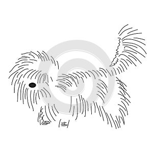 Funny shaggy dog. Silhouette of a cute lapdog with outlines