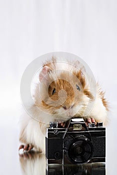 Funny shaggy photographer.