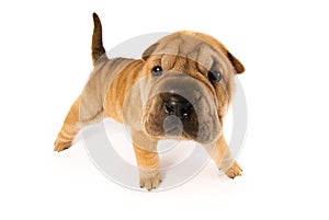 Funny shar pei puppy