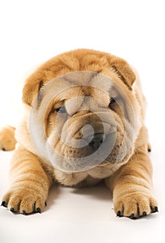 Funny shar pei puppy