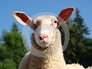 Funny sheep