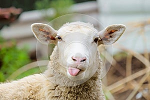 Funny sheep