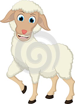 Funny Sheep Cartoon White Background