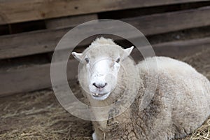 Funny sheep with crooked teeth