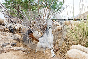 Funny sheep with curve horns looking at camera. Cheeps and goats on the mountain farm