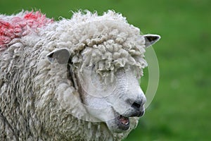 Funny sheep with wool