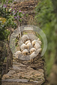 Funny sheeps walking at Covas do Rio photo