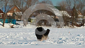 Funny Shetland Sheepdog Sheltie Collie Playing Outdoor In Snow. Dog Run Play With Ring Toy In Snowdrift At Winter Day