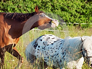 Funny short with welsh and mini appaloose ponys