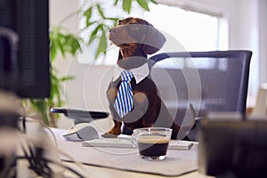 Funny Shot Of Pet Dachshund Dog Dress As Businessman At Desk In Office With Computer And Coffee