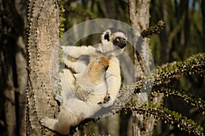 Funny sifaka, Propithecus verreauxi or verreaux's sifaka hanging on a branch