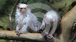 Funny silvery marmoset