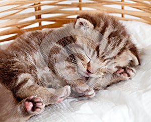 Funny sleeping baby cat pet kitten