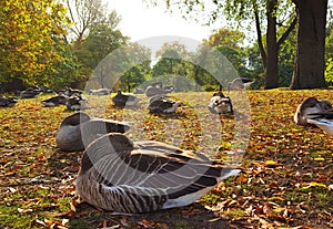 funny sleeping ducks under the morning sun in Hyde park in London