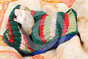 Funny sleeping ferret