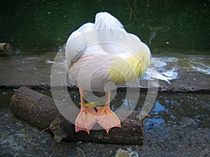 Funny sleeping pelican