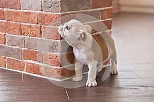 Funny sleeping red white puppy of english bull dog close to brick wall and on the floor looking to camera.Cute doggy with black no