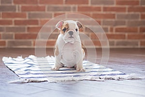 Funny sleeping red white puppy of english bull dog close to brick wall and on the floor looking to camera.Cute doggy with black no