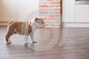 Funny sleeping red white puppy of english bull dog close to brick wall and on the floor looking to camera.Cute doggy with black no