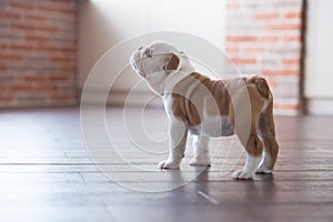 Funny sleeping red white puppy of english bull dog close to brick wall and on the floor looking to camera.Cute doggy with black no