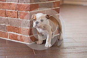 Funny sleeping red white puppy of english bull dog close to brick wall and on the floor looking to camera.Cute doggy with black no