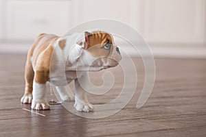 Funny sleeping red white puppy of english bull dog close to brick wall and on the floor looking to camera.Cute doggy with black no