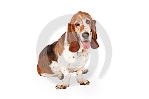 Funny Sleepy Basset Hound Dog