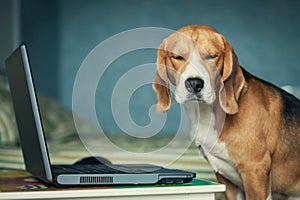 Funny Sleepy beagle dog near laptop