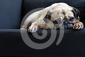 Funny Sleepy Cute Pug Dog with gum in eyes sleep rest on black sofa on the lazy day.