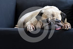 Funny Sleepy Cute Pug Dog with gum in eyes sleep rest on black sofa on the lazy day.