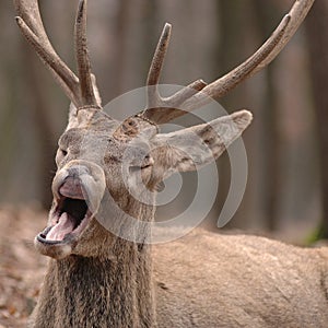 Funny Sleepy Deer