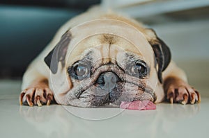 Funny Sleepy Pug Dog with gum in the eye sleep rest on floor