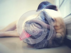 Funny Sleepy Pug Dog with gum in the eye sleep rest on floor in lazy time