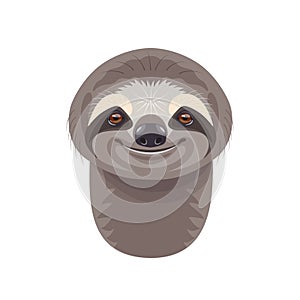 Funny Sloth Portrait on White