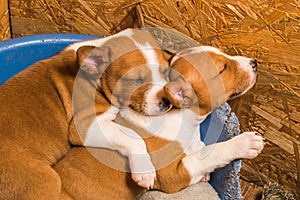 Funny small babies two Basenji puppies dogs are sleeping