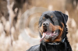 Funny small brown dog portrat close-up photo