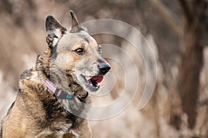 Funny small brown dog portrat close-up photo